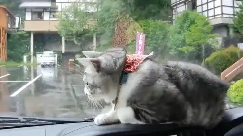 猫咪坐汽车,害怕雨刷刮自己耳朵,接下来的举动太搞笑