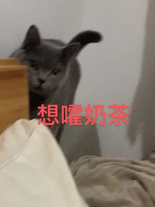 想看看大家的猫咪或狗狗最有趣的照片

