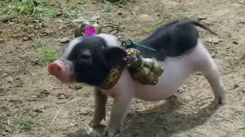 猪九妹小花猪从天而降,正好砸在男人身上,没想到是神仙下凡
