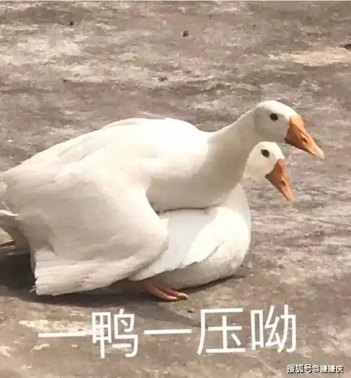 搞笑表情包图片笑死不偿命
