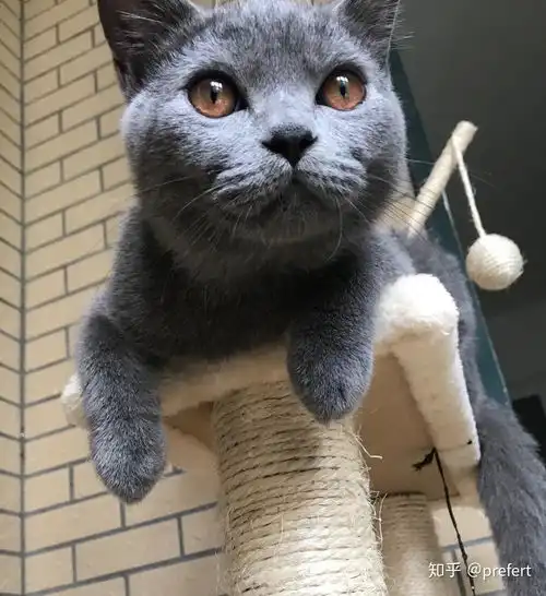 英短蓝猫6个月大才4斤怎么办