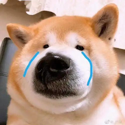 千万别送二哈去狗咖打工啊
