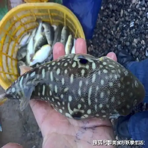 生气能变成球,曾经让人畏惧,如今却是极品美味,3千元一公斤
