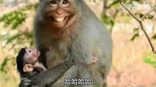 搞笑配音猴我找的你俩媳妇,我真是倒了八辈子霉
