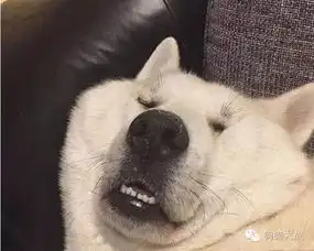 奇葩狗的奇葩瞬间
