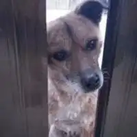 搓二哈狗头表情包微信头像图片大全
