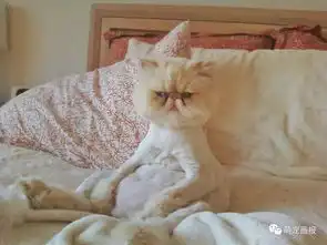 周末放松一下猫咪搞笑图片小集锦

