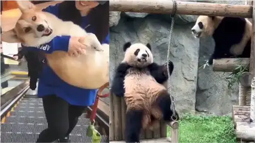 搞笑萌宠爆笑动物世界你看过多少大熊猫姿势好酷好可爱哈哈
