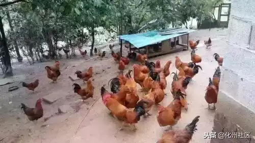 大吉大利今晚吃鸡化州这家餐厅开业事情搞大啦优惠足足1个月
