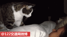 11日凌晨4点,长沙芙蓉区某小区一房屋因未关电烤炉致起火,屋内一只宠物猫发出急切叫声,将正在熟睡的24岁女主人惊醒女子无法从大门逃离,紧急拨打119消防员赶到通过破拆将女子救出,猫咪却未能逃出火场
