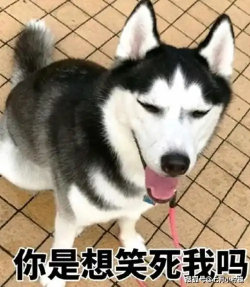 担心二哈不够纯,主人拿了瓶酸奶给它喝,喝完直接大呼纯种二哈
