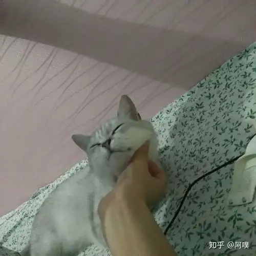养一只暹罗猫好还是养英短银渐层好