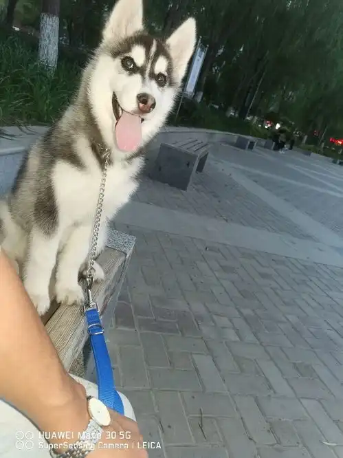 二哈