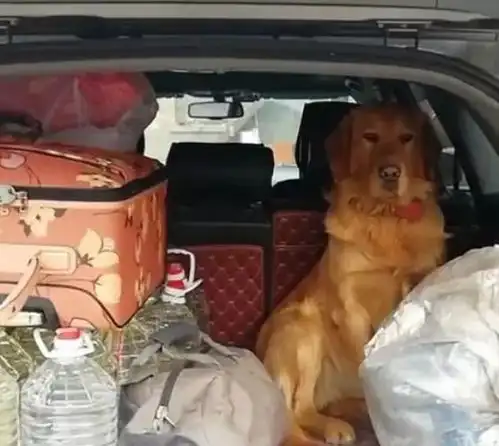 金毛看主人要回家过年,怕被落下,早早溜进后备箱坐着
