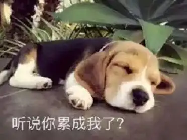 词汇大爆炸忙成狗都能怎么表达
