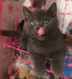 转让英短蓝猫