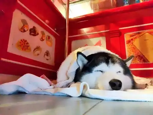 二哈图片搞笑抢劫