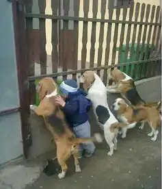 狗狗搞笑图片大集锦
