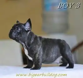 哪里有卖斗牛犬斗牛犬加多少钱纯种斗牛犬多少钱