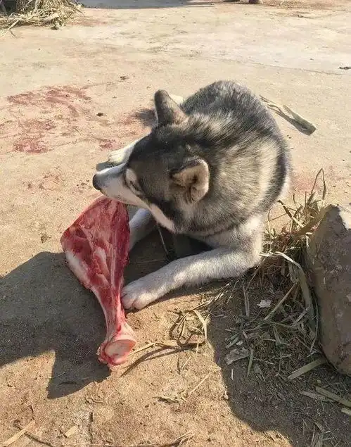 第一次养二哈没什么经验,请问这样喂可以吗
