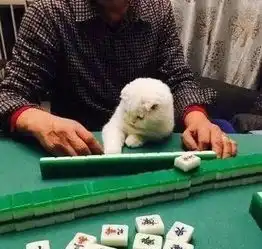 一只会打麻将的猫,厉害了老铁
