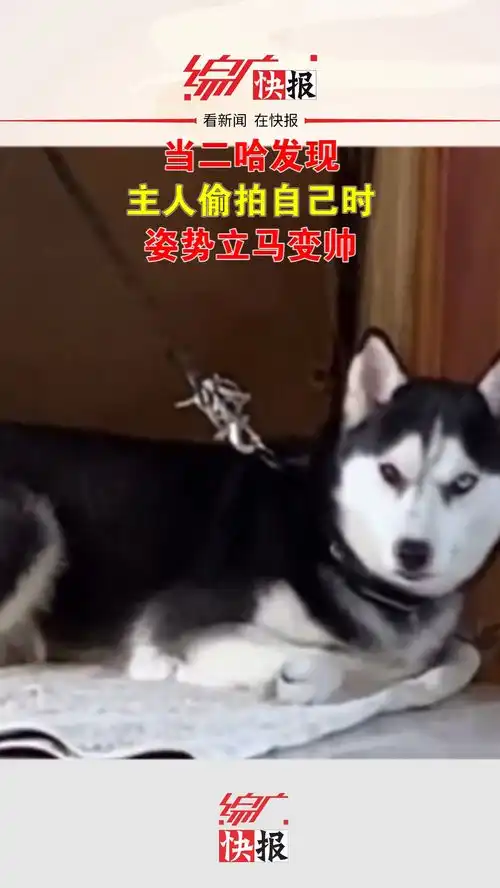 当二哈发现主人拍自己时,二哈形象管理必不可少自制搞笑生活搞笑搞笑
