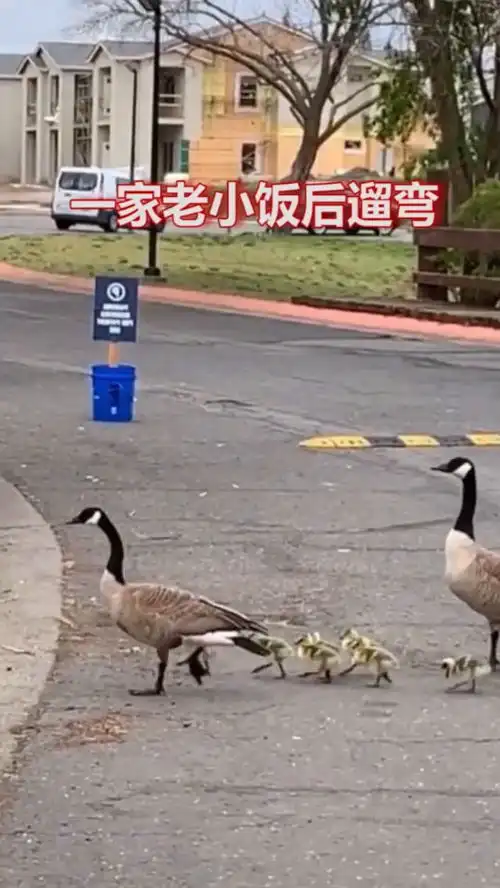 一家老小饭后遛弯