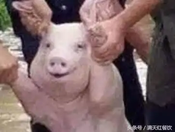 广东烧乳猪应该选哪种小八戒,三个重要因素,你做到了没有

