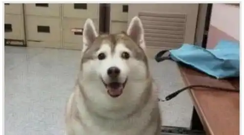 狗狗因太胖被送到奶奶家减肥,一段时间后去接,结果被笑倒了
