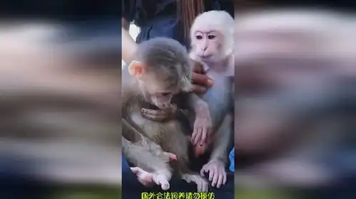 两个小猴子太可爱啦搞笑神奇动物在
