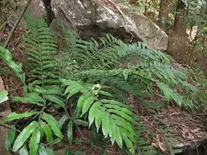 六种常药用蕨类植物,功效奇特,你能认识吗

