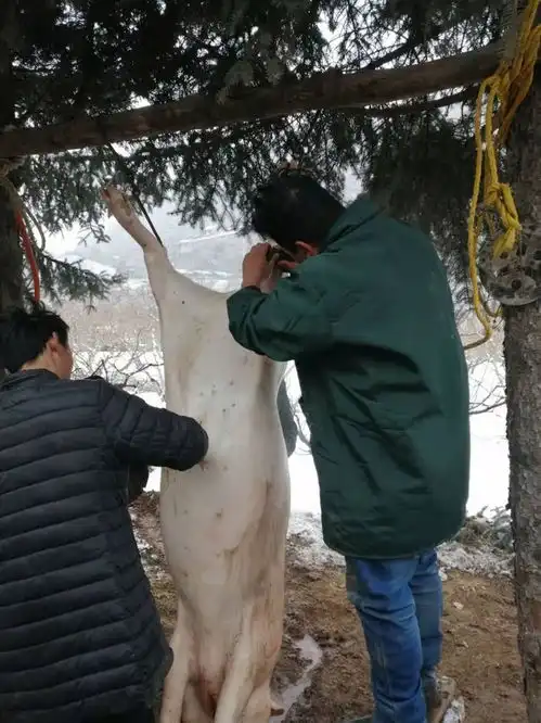 过年有许多好玩的事比如说杀猪过年
