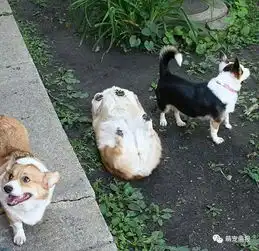 谁能帮忙看看这些汪星人是得了啥毛病
