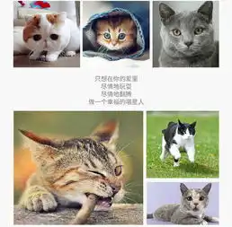 出售宠物猫英短猫蓝猫蓝白猫银渐层布偶猫南昌宠物寄养