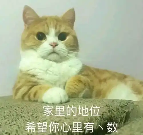 可爱小猫表情包你是猪,我不要理你
