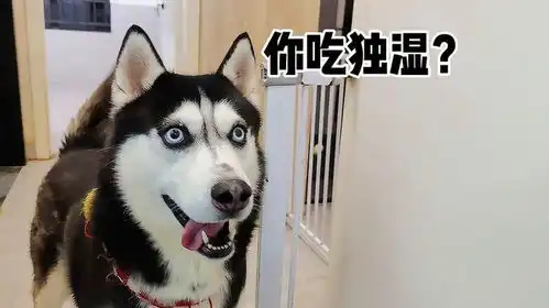 吃榴莲的时候不给二哈吃,傻狗的反应太搞笑了

