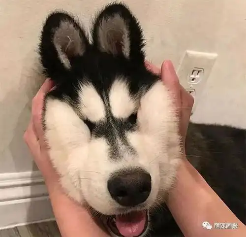 穷图片搞笑带字沙雕