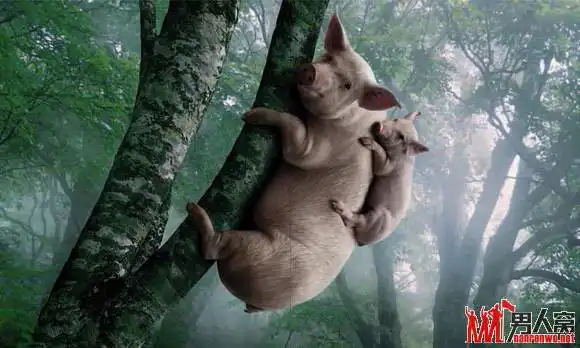 求很搞笑的猪的图片
