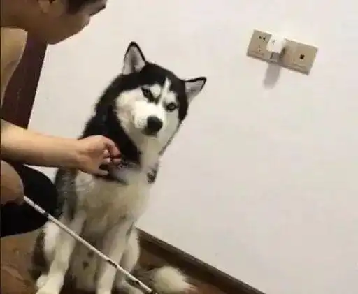 二哈被送回村,土味打扮成村里红狗家也不拆了,天天笑脸迎宾
