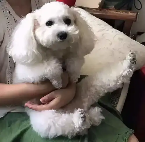 泰迪抽筋动作超搞笑,医生见到都笑出了声
