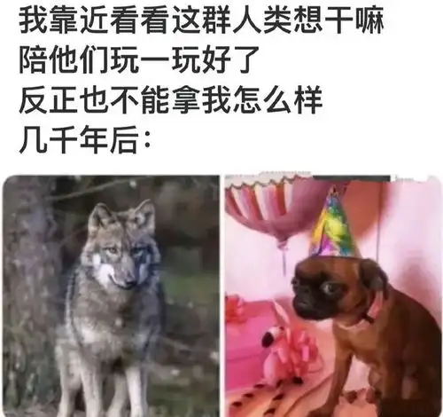 搞笑趣图狗狗被人类驯服前vs被驯服后
