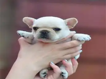 图法牛是有型的狗.是机智勇敢的小警察.憨厚可爱北京宠物狗
