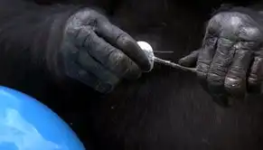 剔牙烤蘑菇不再是人类专利猩猩猴子剔牙烤蘑菇有趣画面
