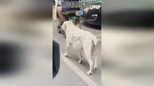 累的都累成狗了

