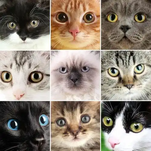 新手养猫有哪些注意事项,来了解下吧否则你可能会付出很高的代价
