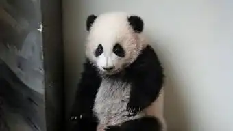 揪一揪国宝君耳朵是什么样的体验饲养员试了试,引起高能嫉妒