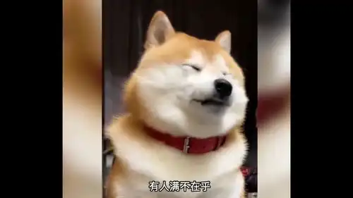 搞笑动物合集
