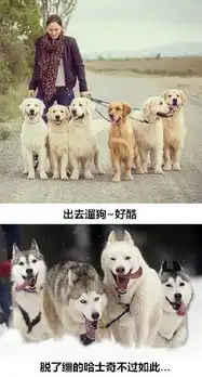 萌宠搞笑的日常图片大全看看二哈与金毛的区别图片浏览
