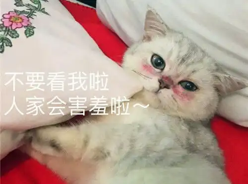 猫咪图片超可爱猫咪表情包
