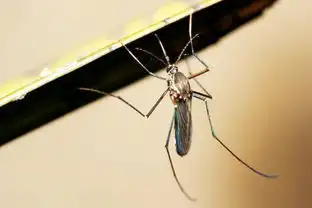 怎么徒手拍死在空中飞行的蚊子
